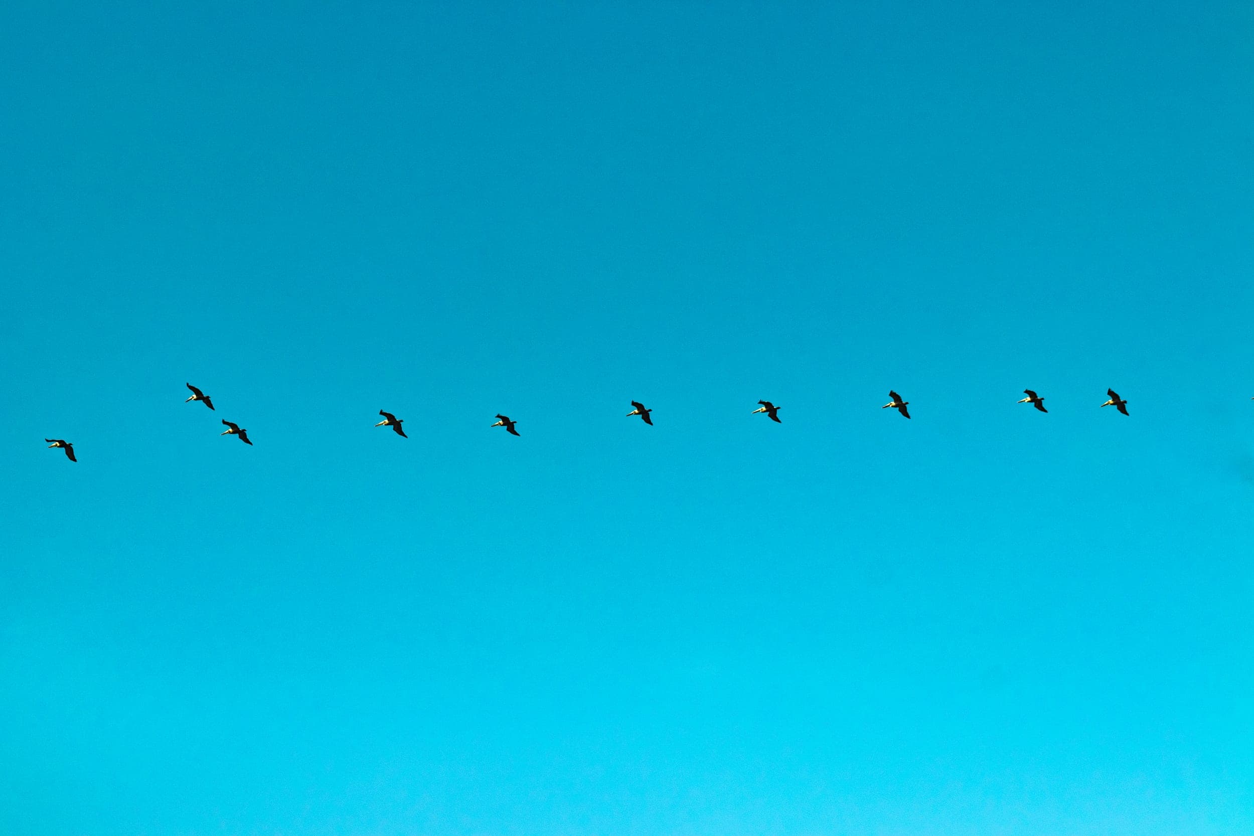 Flock of pelicans flying in a line across a clear blue sky