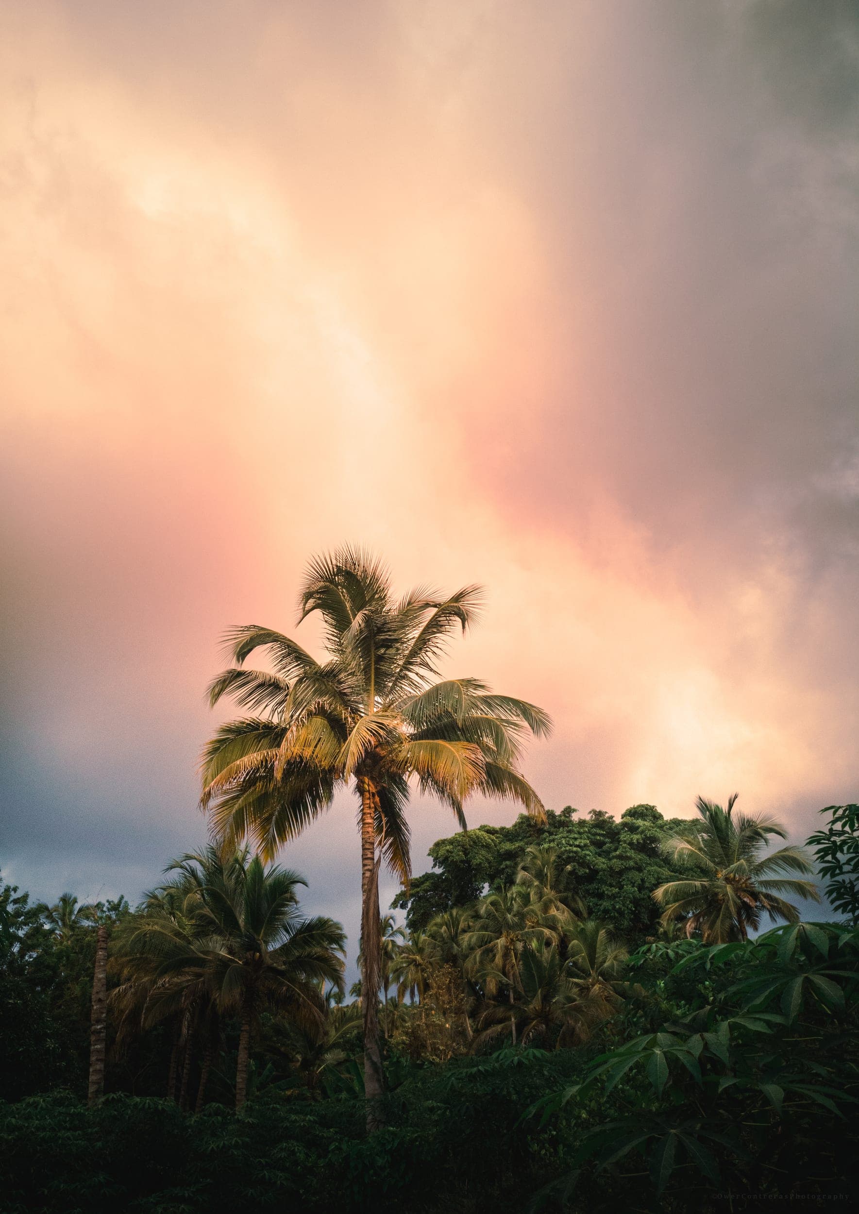 Palm trees against a moody pink and grey sky over tropical jungle at dusk