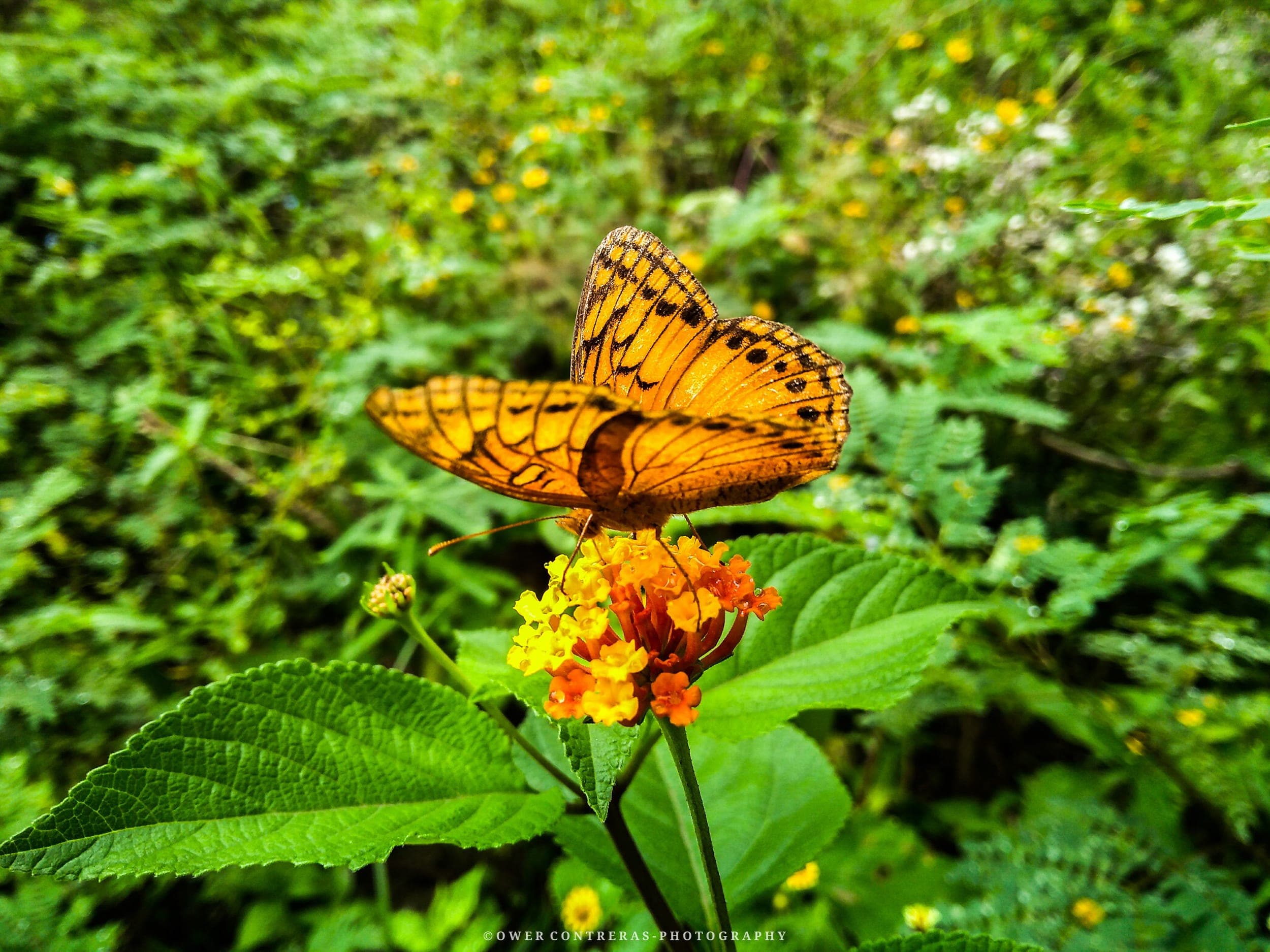 Orange butterfly resting on a small yellow and red lantana flower amid lush green foliage