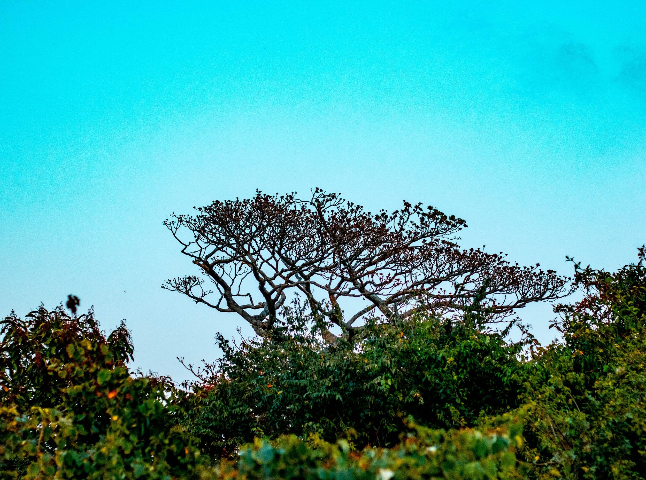 Wind-shaped tree silhouetted against a vivid turquoise sky above dense green foliage