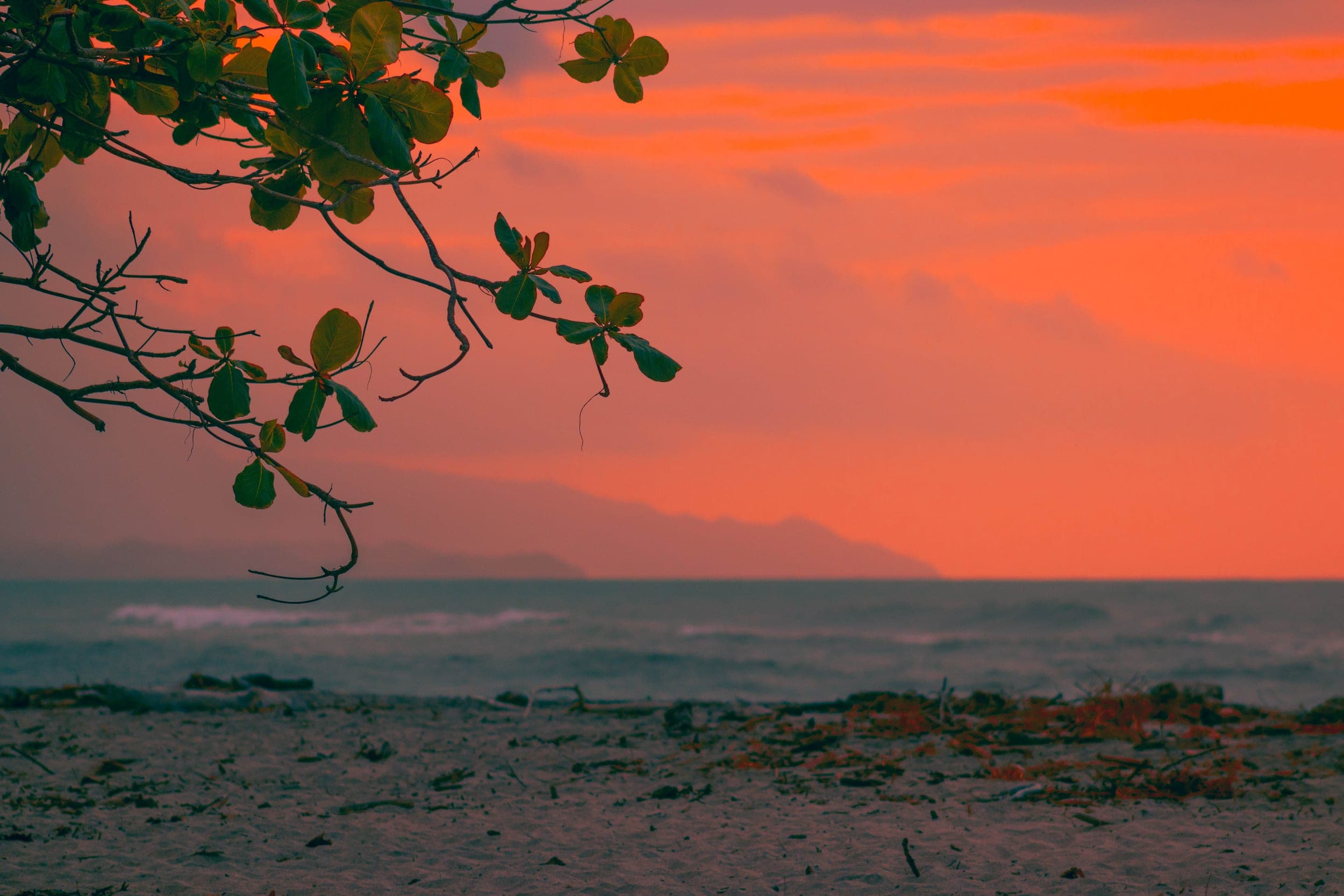 Sea grape branches silhouetted over a sandy beach beneath a fiery orange sunset sky