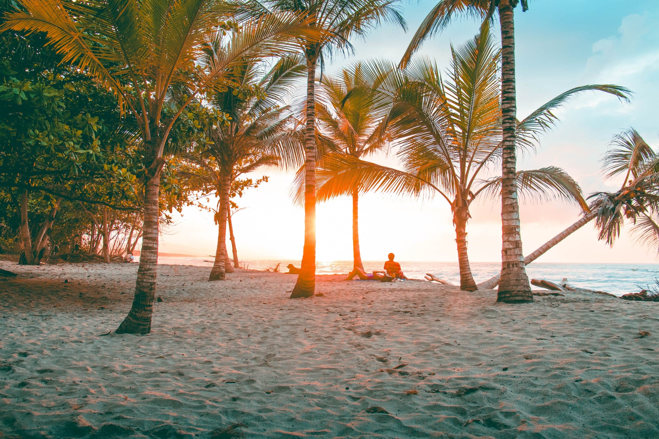 Person and dog relaxing under leaning palm trees on a tropical beach at sunset