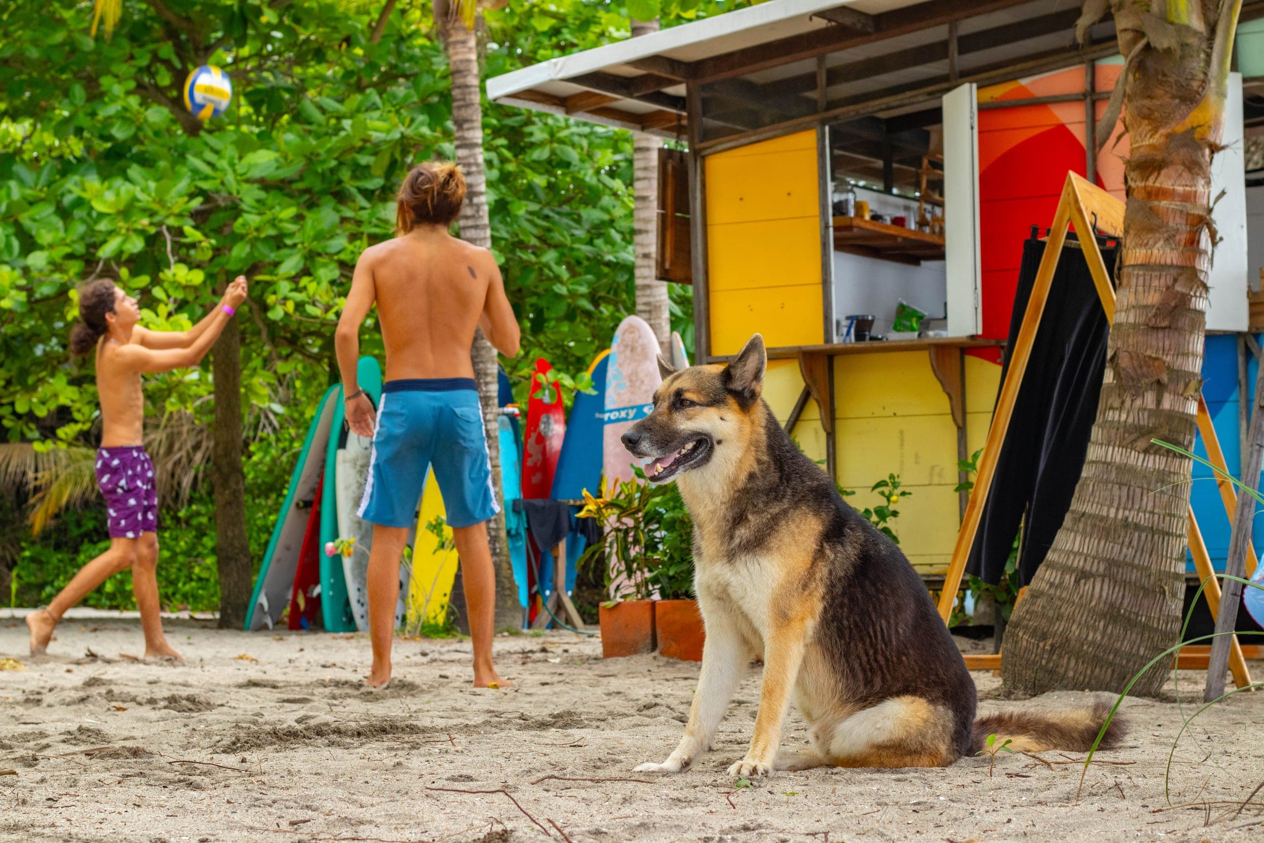 German shepherd sitting by a colorful surf shack while two boys play with a volleyball