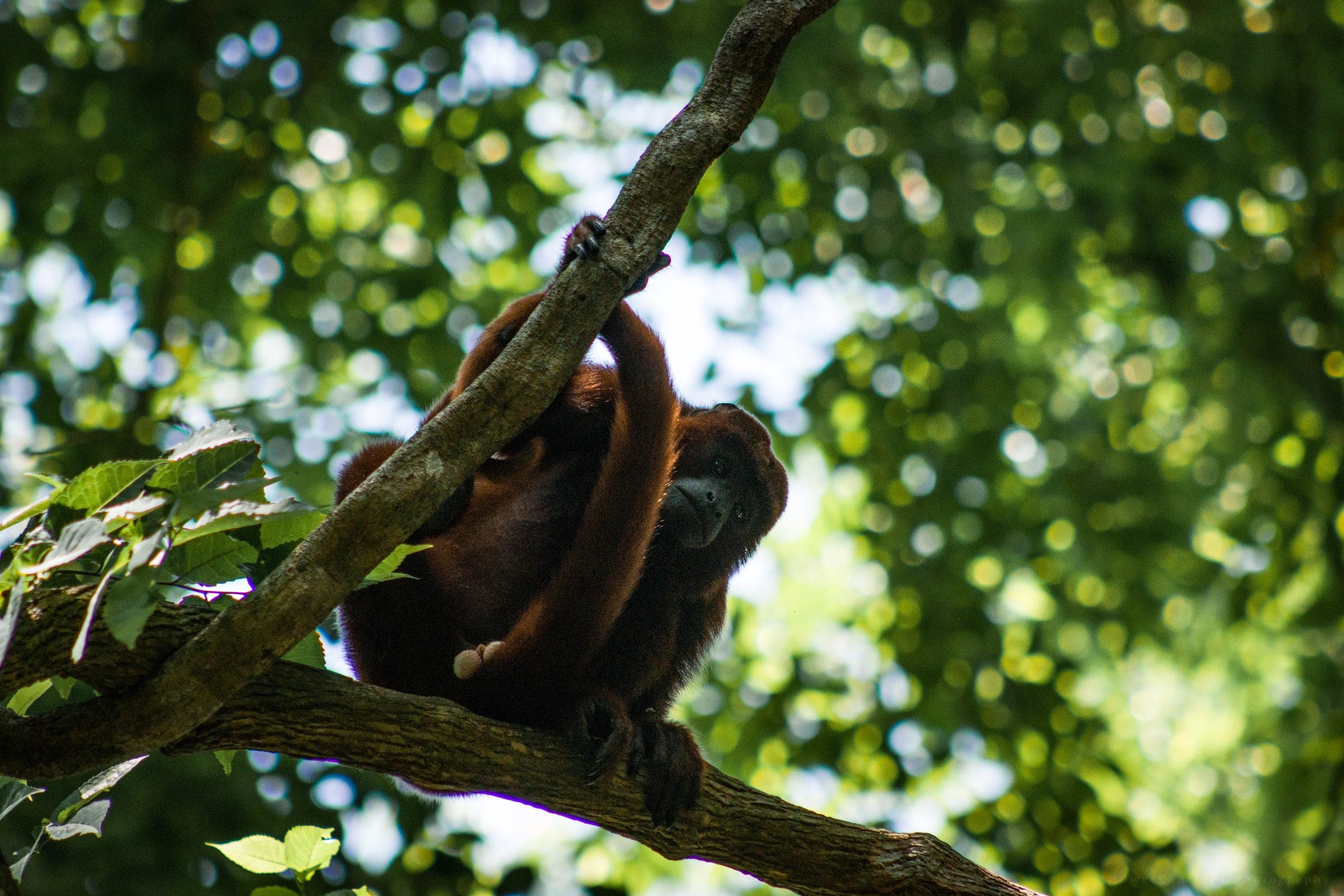 Red howler monkey climbing and clinging to a tree branch in a sunlit green canopy