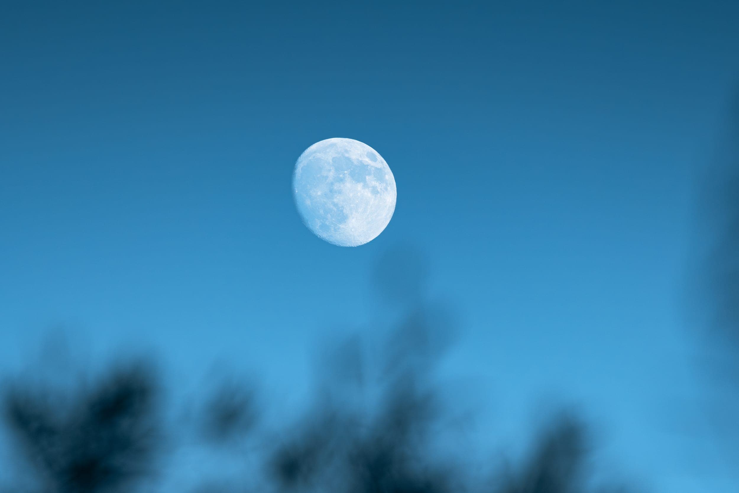 Pale full moon rising over blue sky above blurred silhouetted treetops