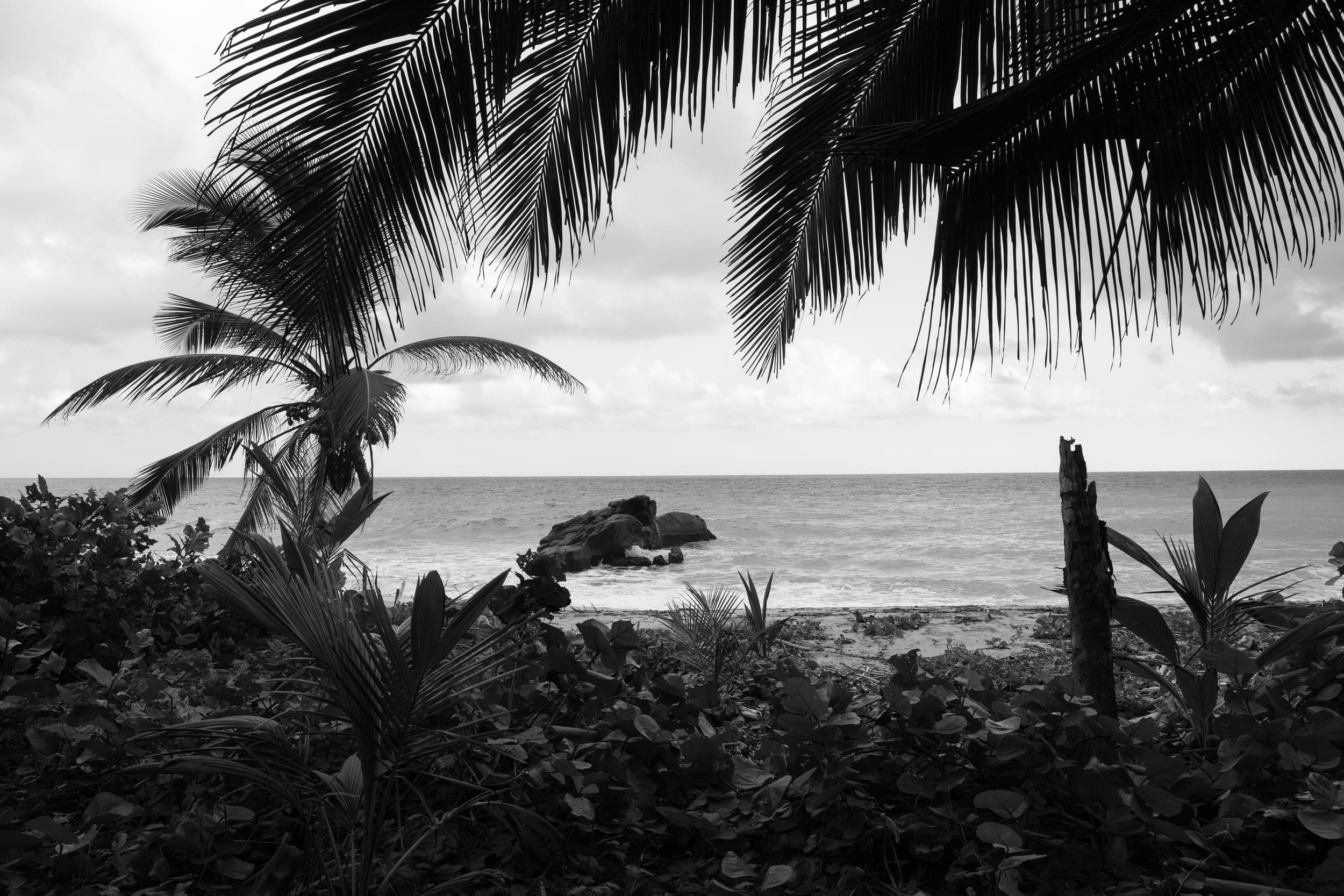 Black-and-white silhouette of palms framing rocks and surf on a tropical shore