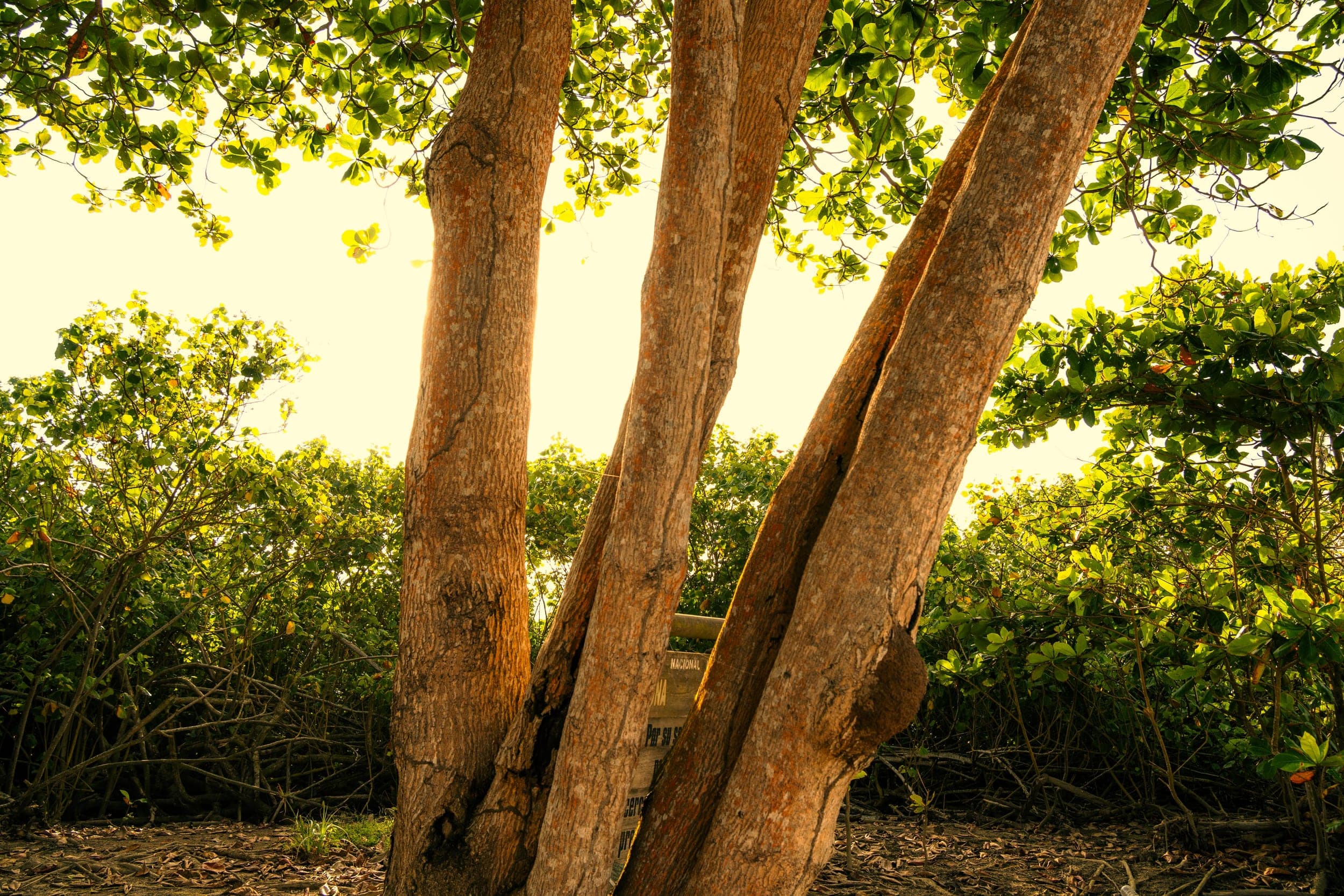 Sunlit tree with several trunks and green canopy in a coastal woodland