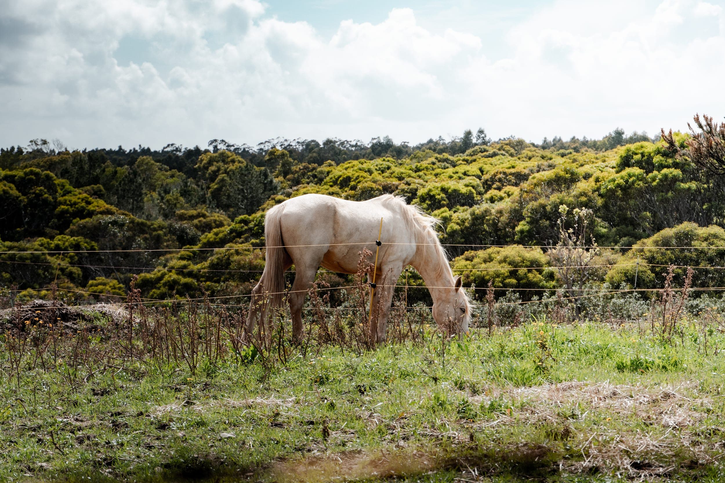 Pale horse grazing in a green fenced pasture with wooded hills behind