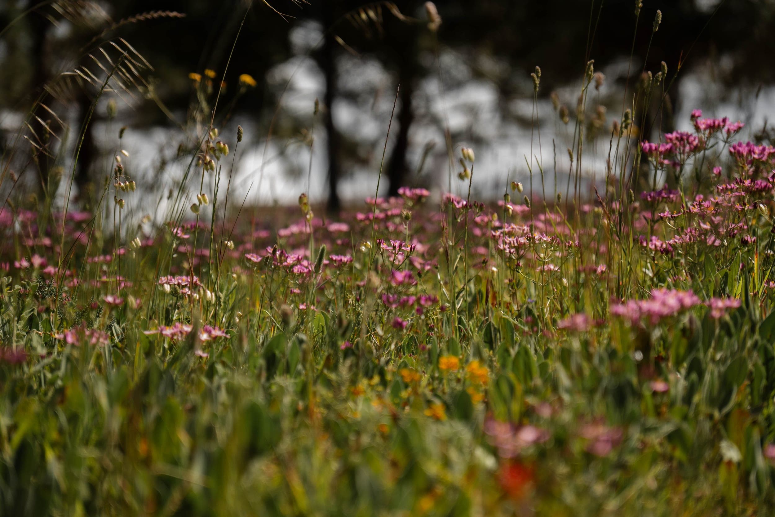 Meadow of pink wildflowers backlit with silhouetted pines behind
