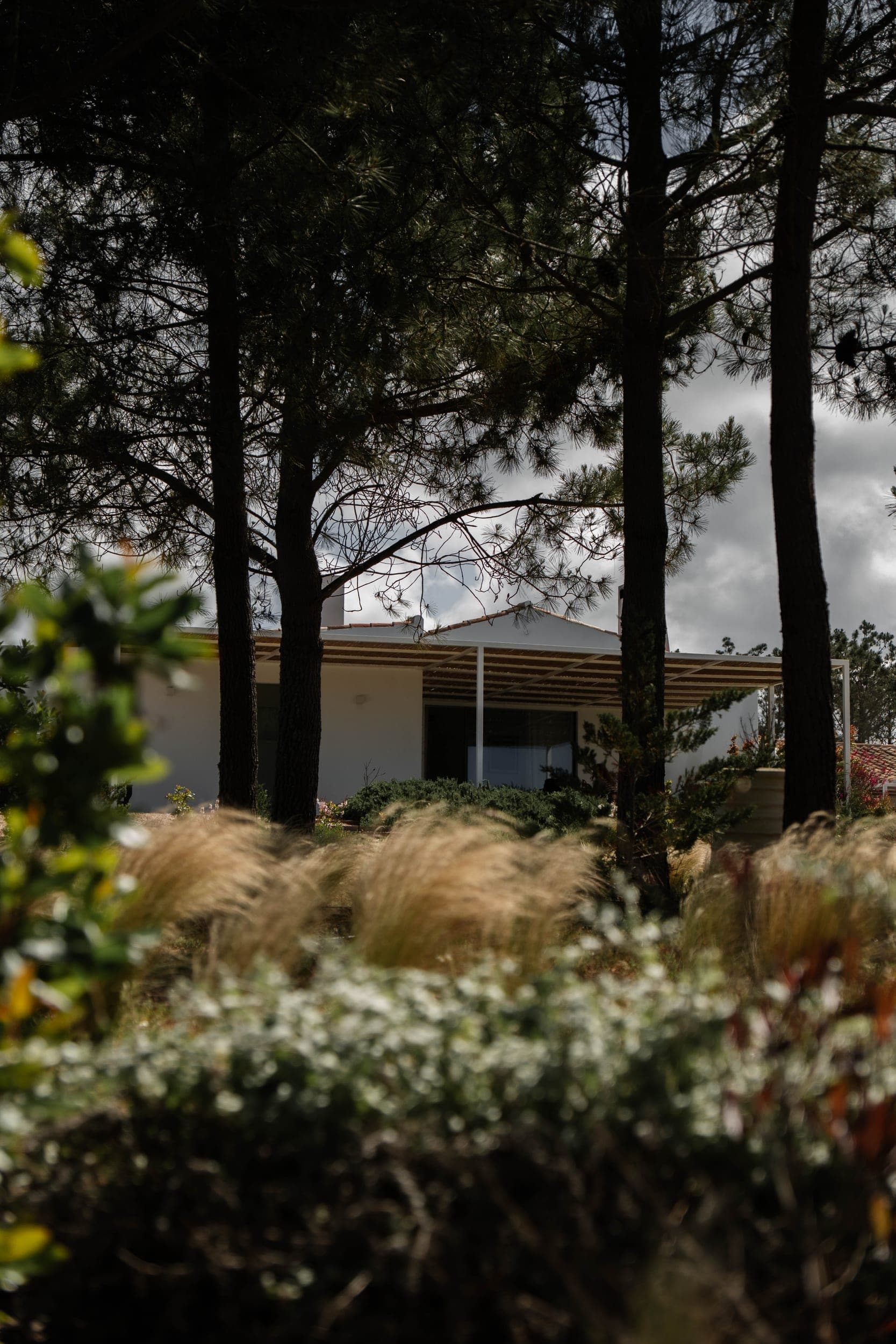 White retreat house glimpsed through pine trunks and swaying ornamental grasses