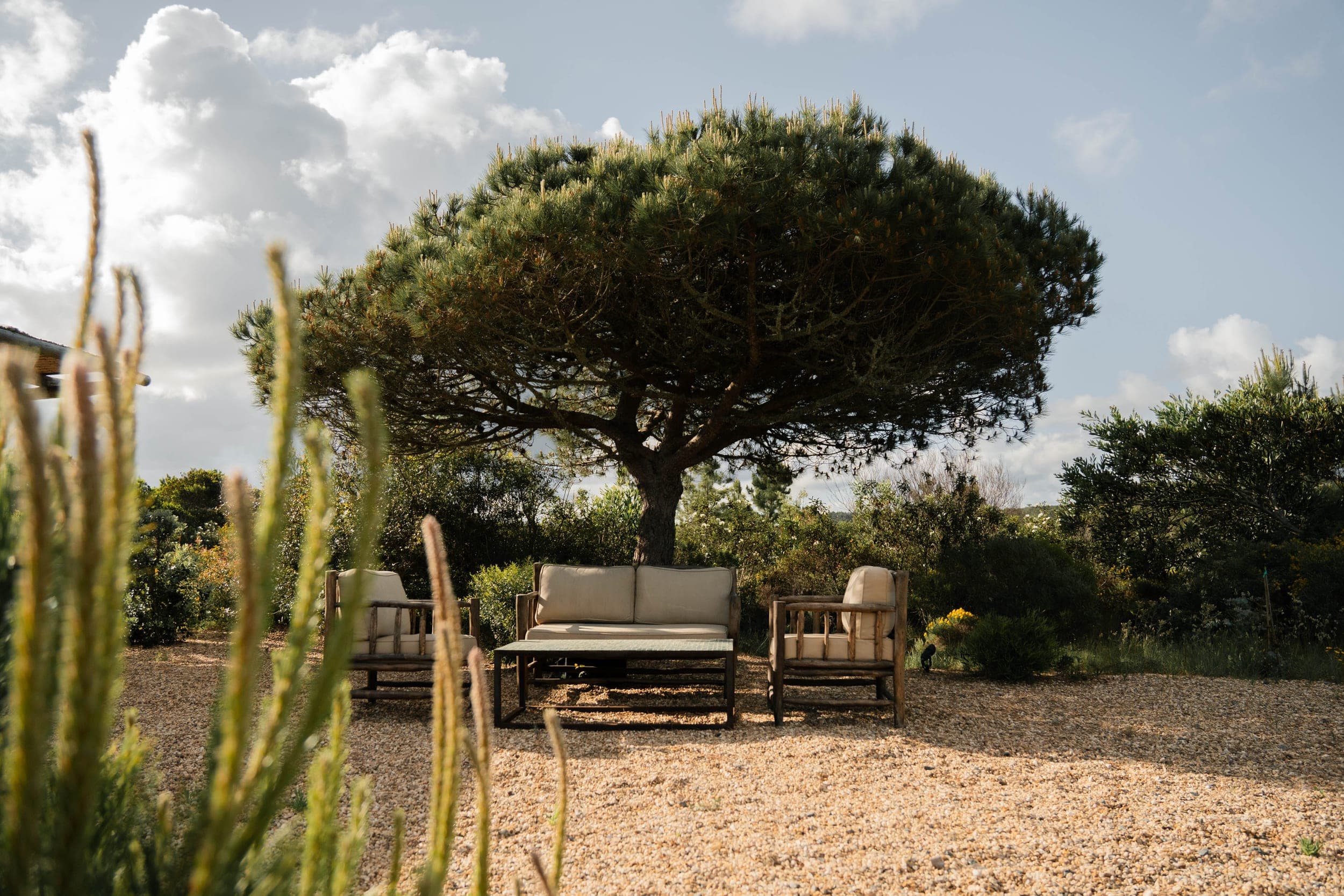 Cushioned outdoor sofa and armchairs on gravel beneath a broad umbrella pine tree