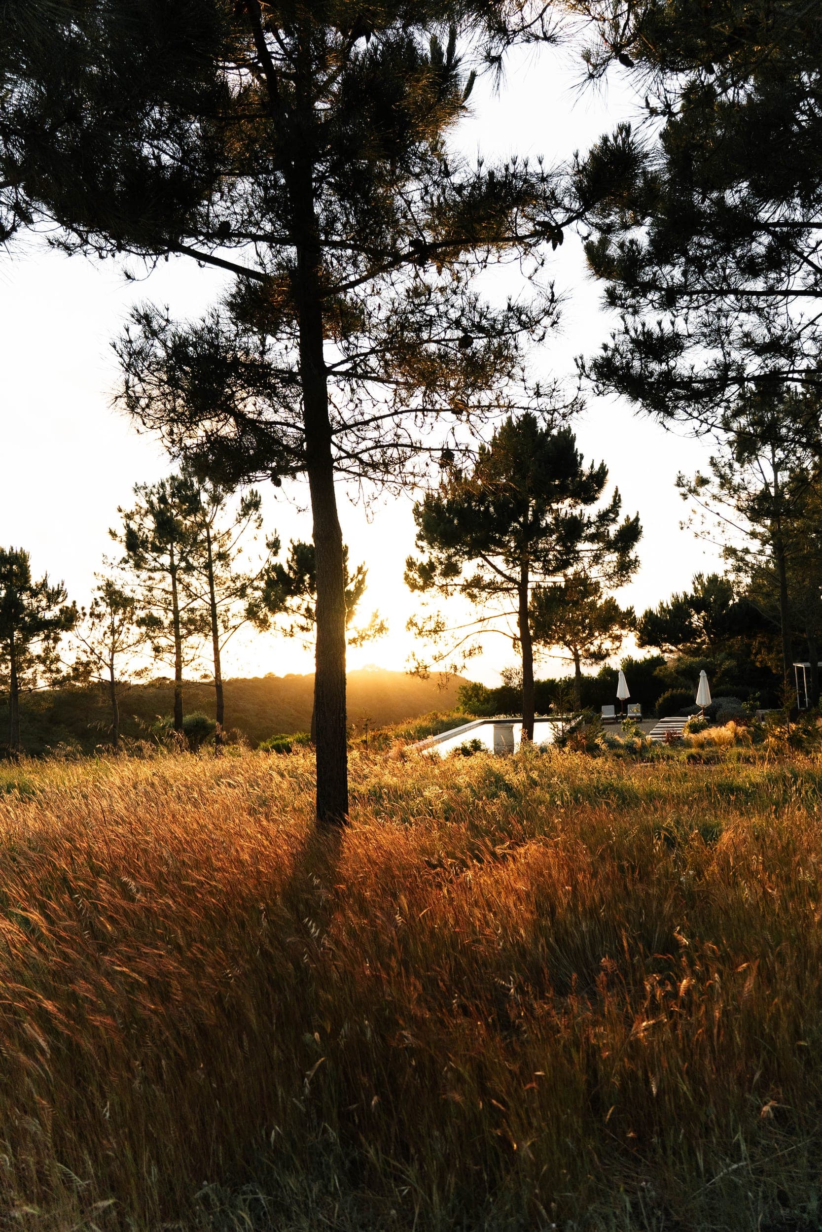 Pine trees rising from a golden meadow at sunset with a pool beyond