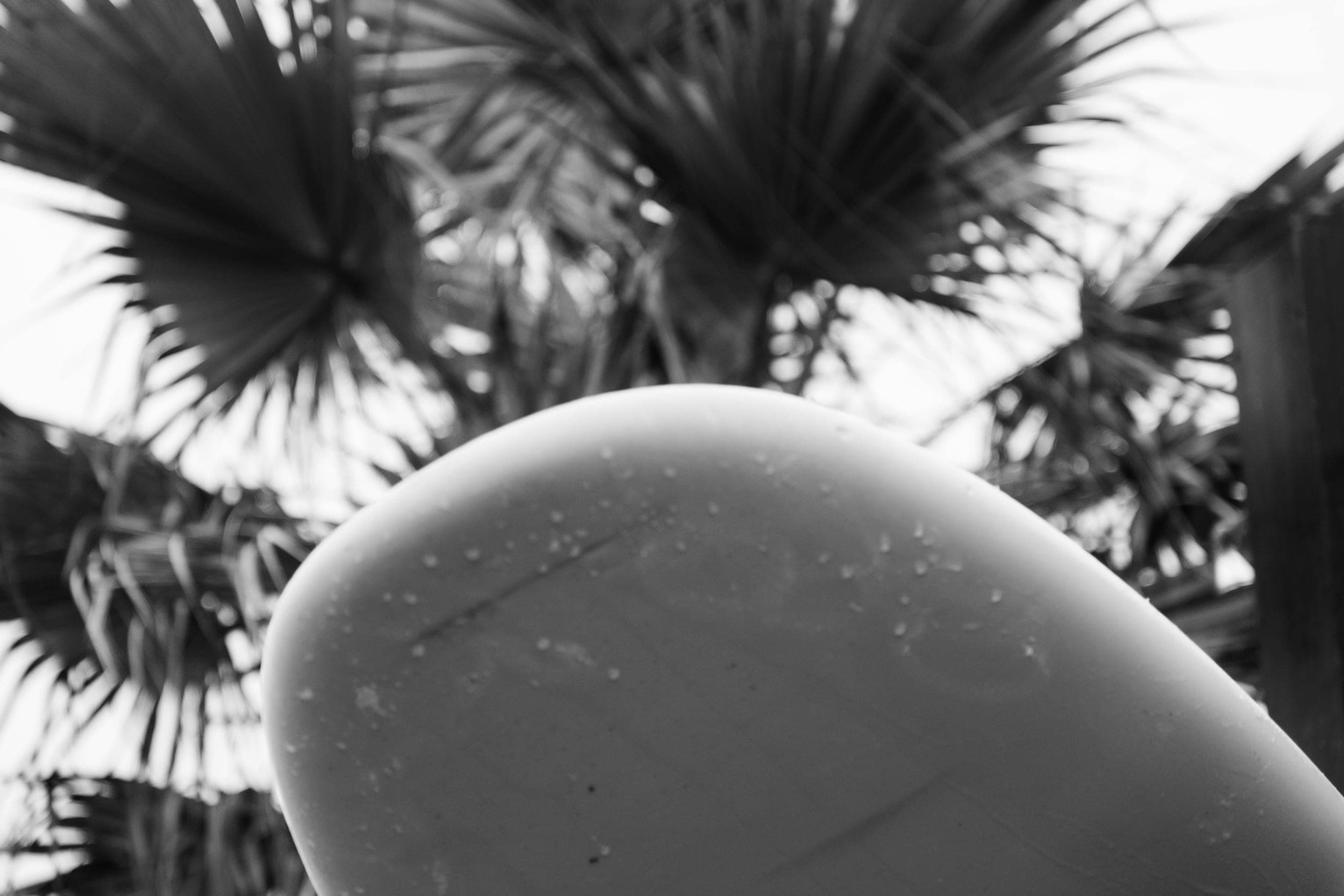 Black-and-white close-up of a surfboard nose against blurred palm fronds